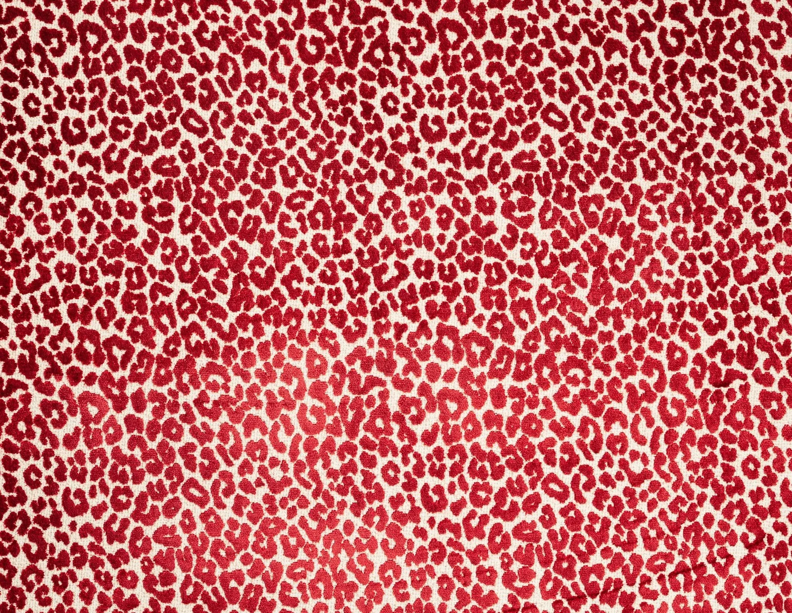 Bagheera Jacquard